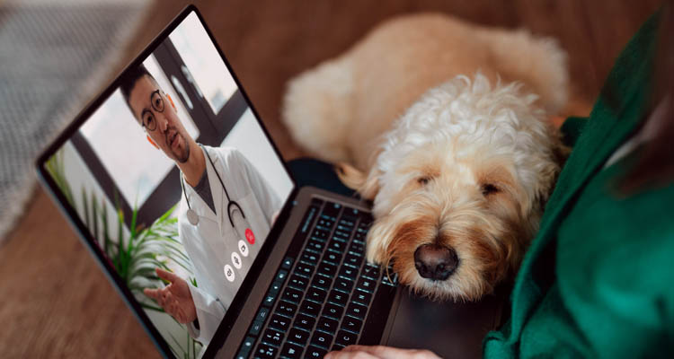 Ein weiß-brauner Hund liegt neben einem Laptop, auf dessen Bildschirm ein Tierarzt in weißem Kittel mit Stethoskop zu sehen ist.