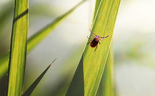 Eine Zecke krabbelt über einen Grashalm.