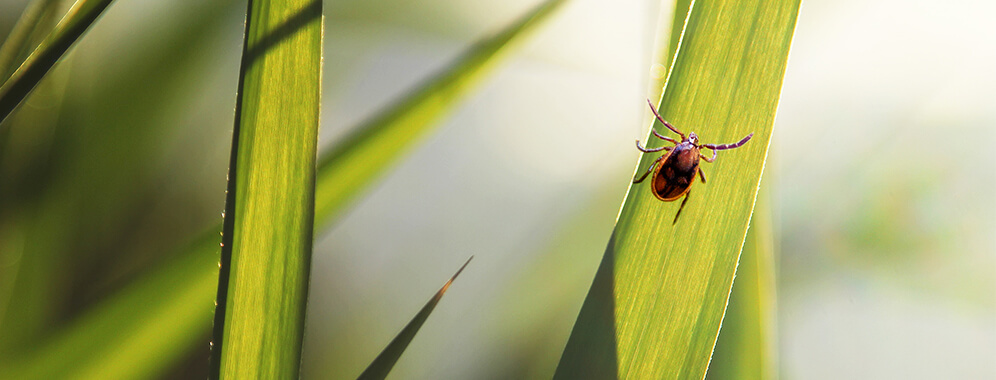 Man sieht eine Zecke, die auf einem Grashalm krabbelt. 