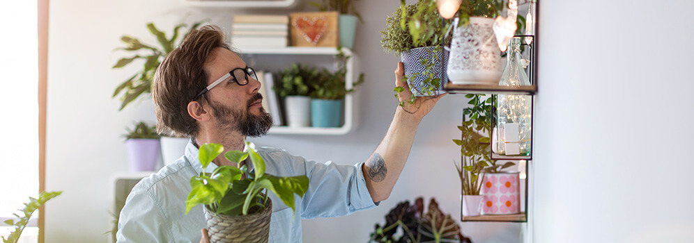 Ein Mann stellt Pflanzen in ein Regal. 