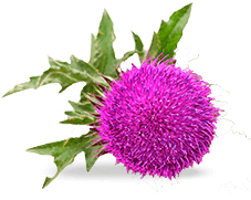 Mariendistel