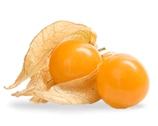 Physalis