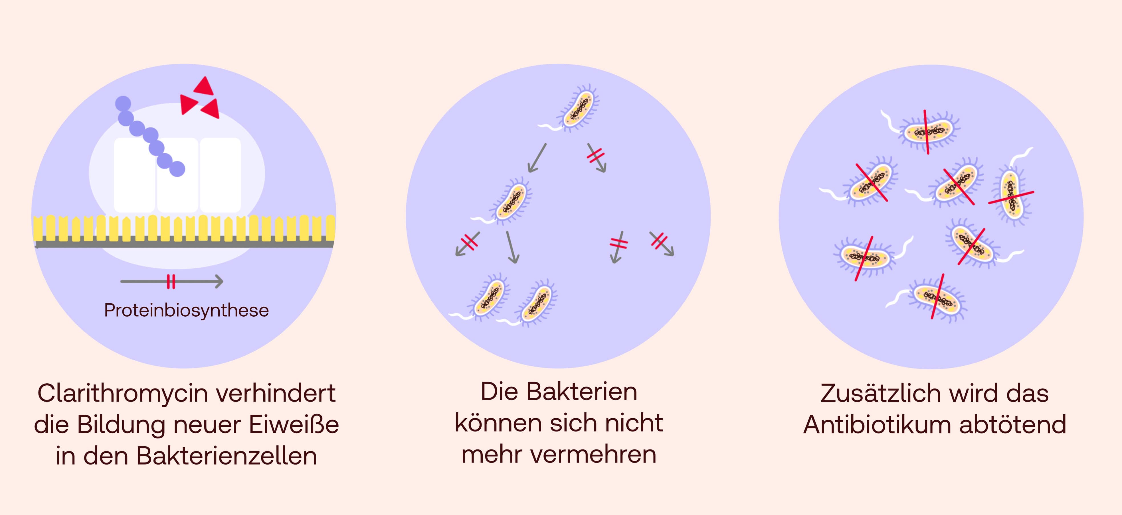 Clarithromycin Wirkung