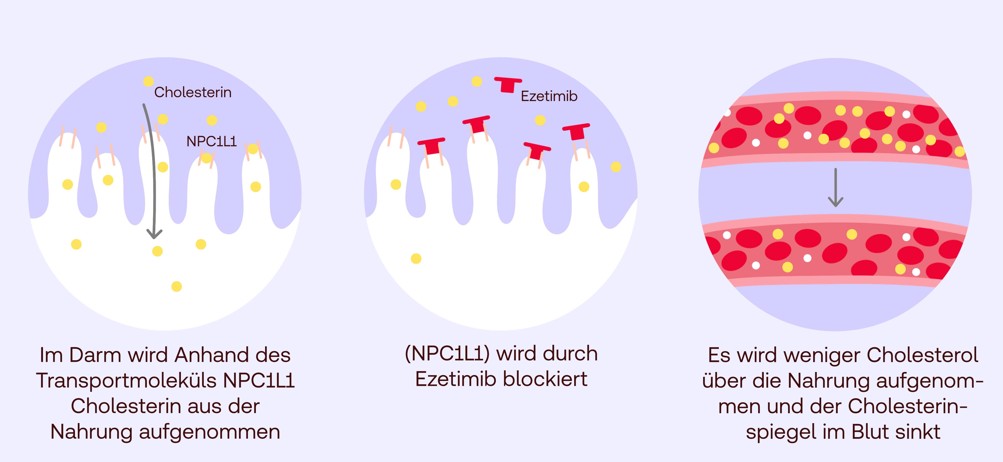 Ezetimib Wirkung