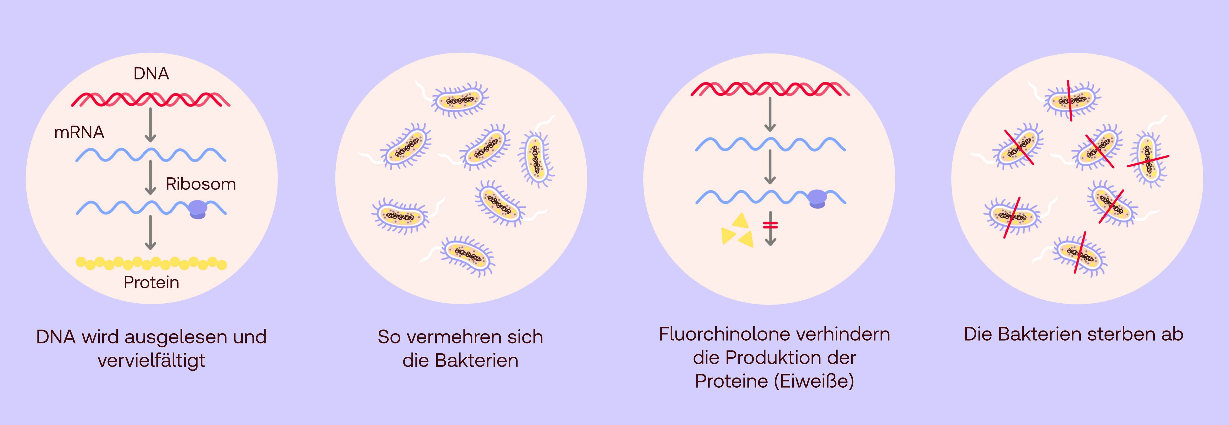 Wirkung Fluorchinolone
