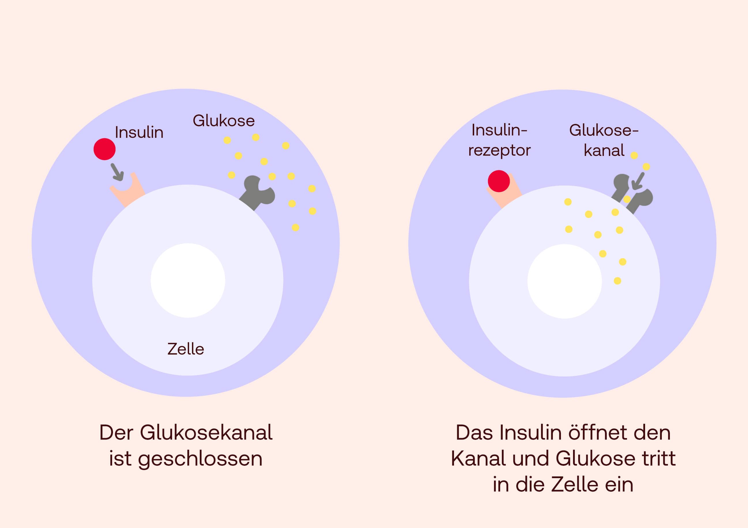 Insulin Anwendung & Wirkung   SHOP APOTHEKE