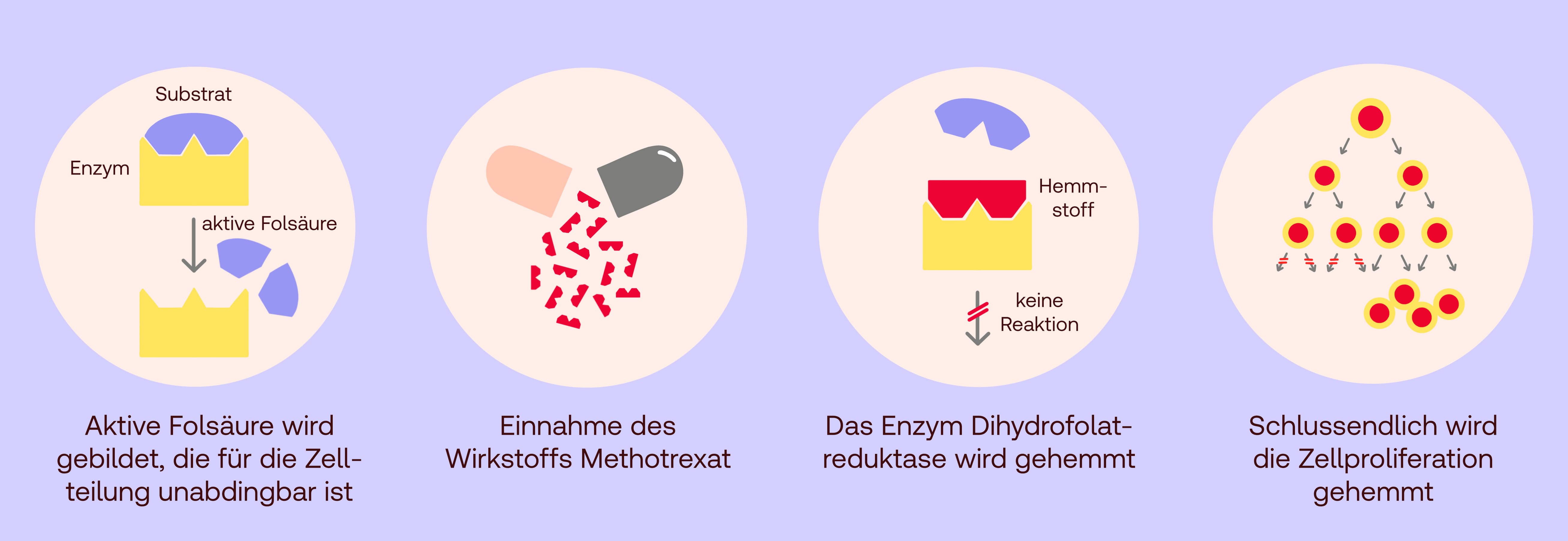 Wie wirkt Methotrexat?