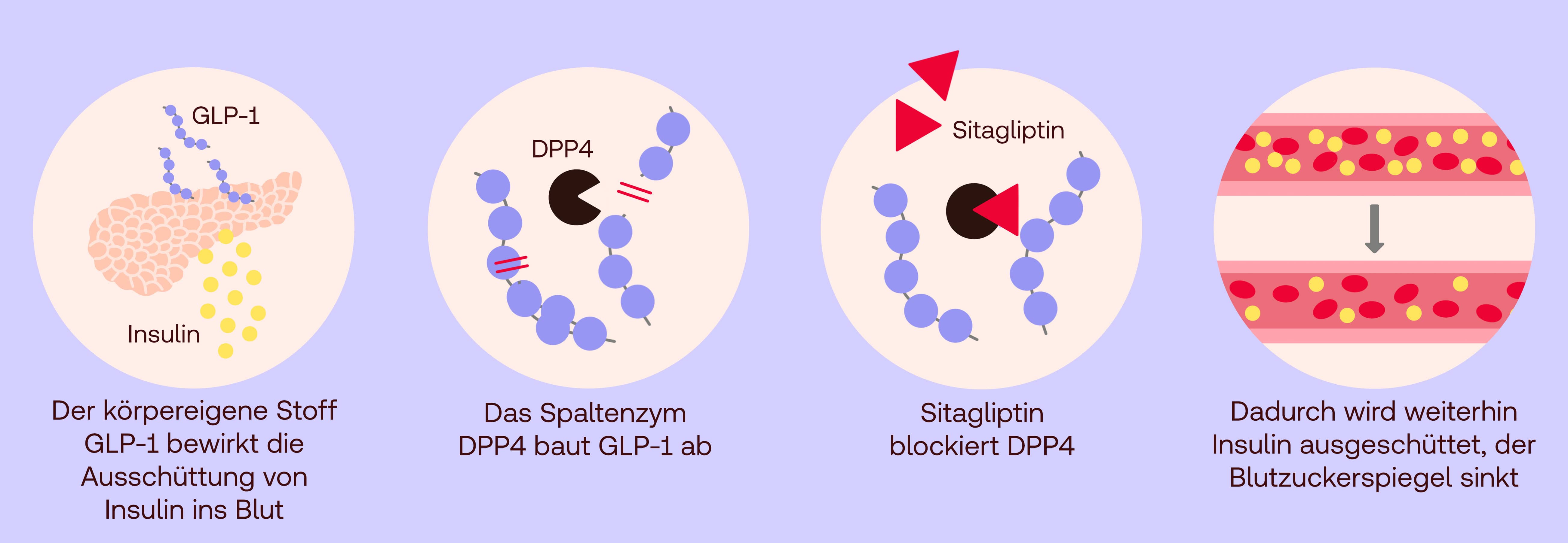 Sitagliptin Wirkung