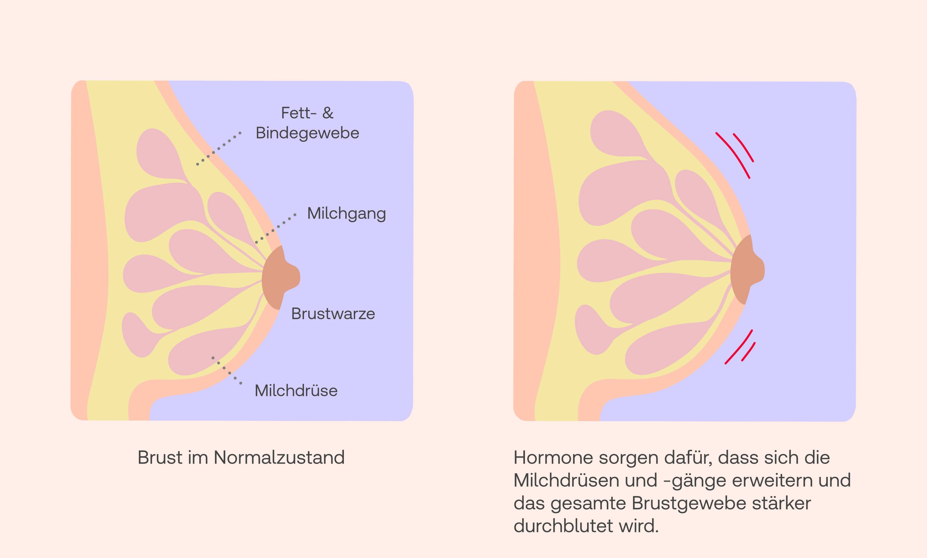 brustschmerzen zyklus