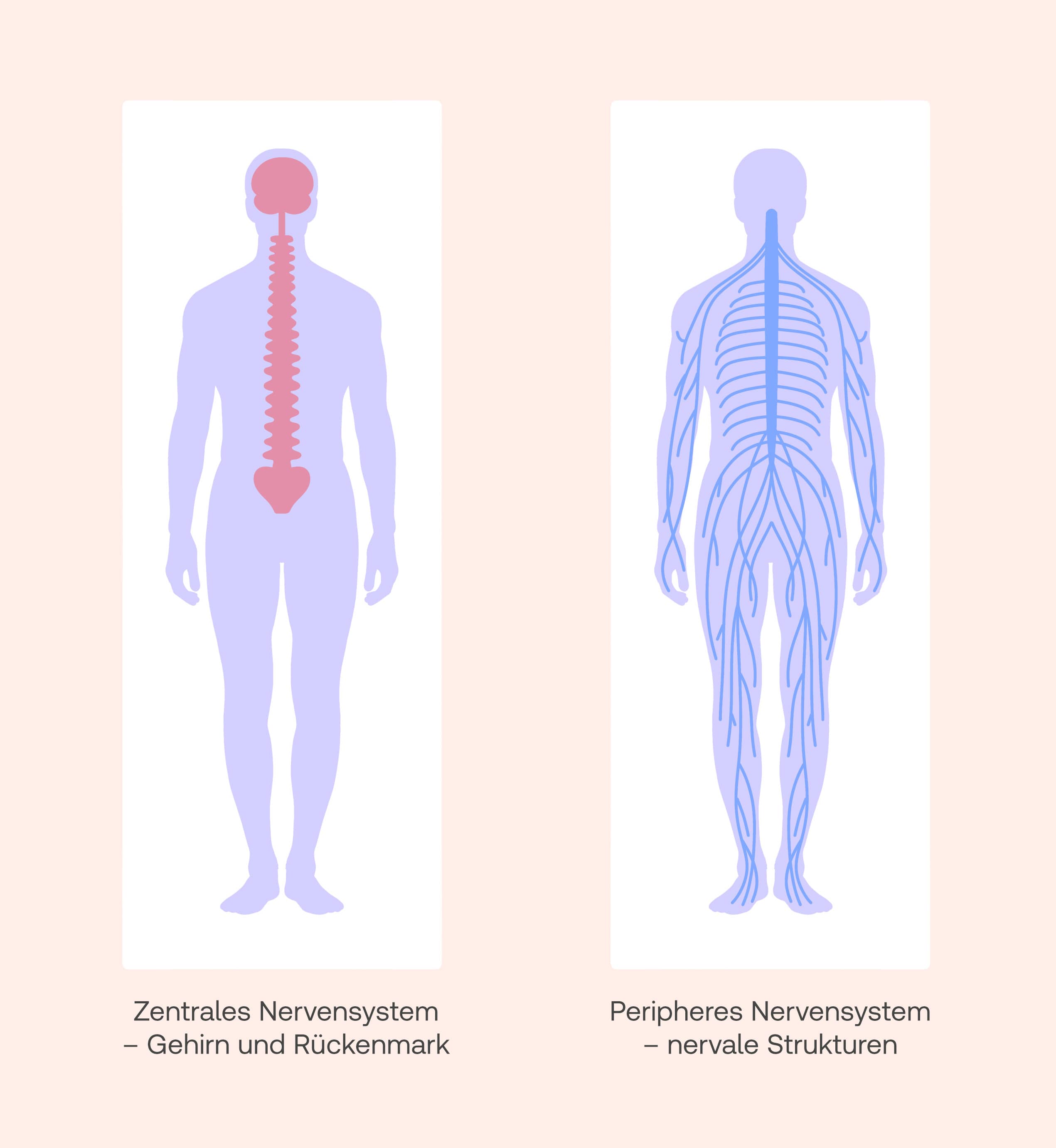 peripheres nervensystem und zentrales nervensystem