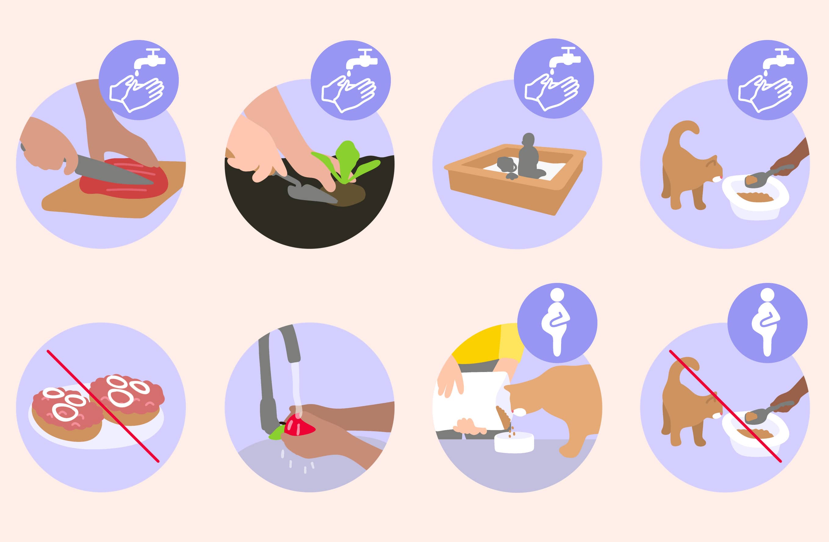 toxoplasmose übertragung