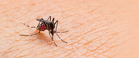 Mückenstich – Was hilft und wie schützt man sich?