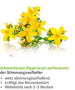 Johanniskraut der Stimmungsaufheller Johanniskraut der Stimmungsaufheller
