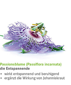 Johanniskraut der Stimmungsaufheller Johanniskraut der Stimmungsaufheller