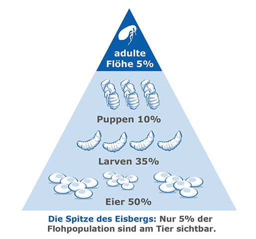 Gegen Zecken und Flöhe Gegen Zecken und Flöhe
