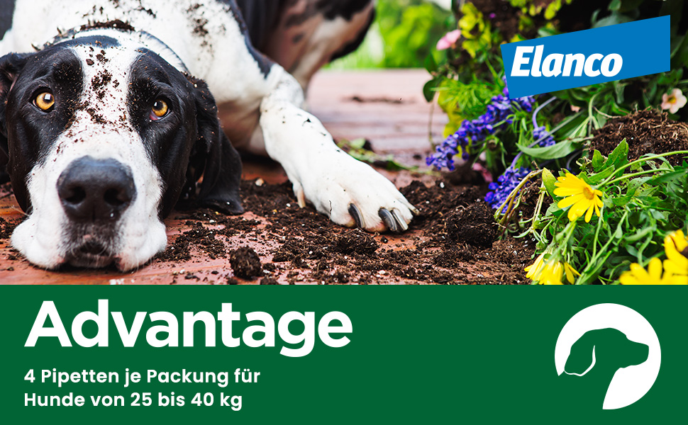 Advantage-Produktverpackung und zwei Pipetten. Hund liegt im Hintergrund. Elanco Logo.