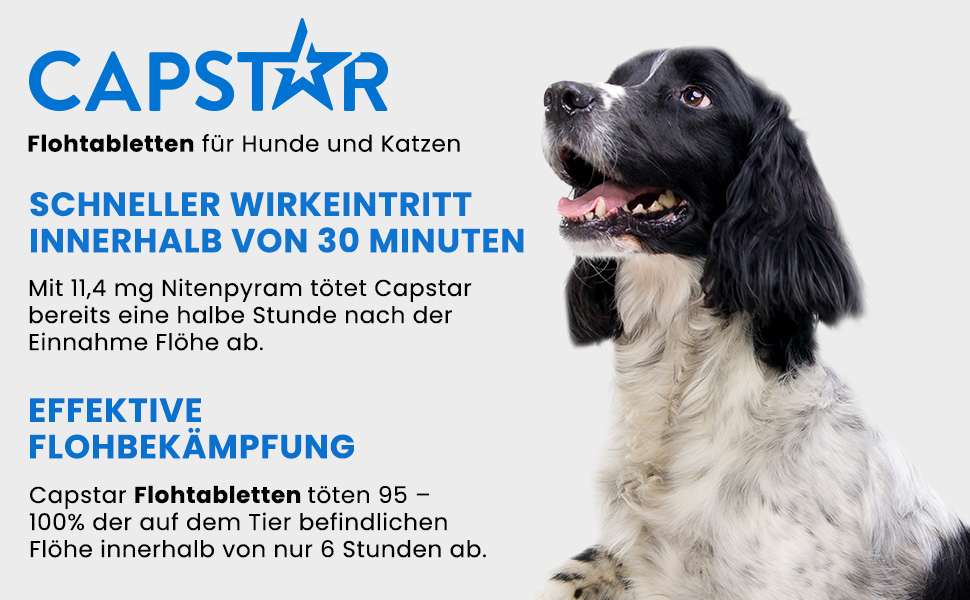 Hund, Capstar Logo, Text: Flohtabletten für Hunde und Katzen. Schneller Wirkungseintritt innerhalb von 30 Minuten.