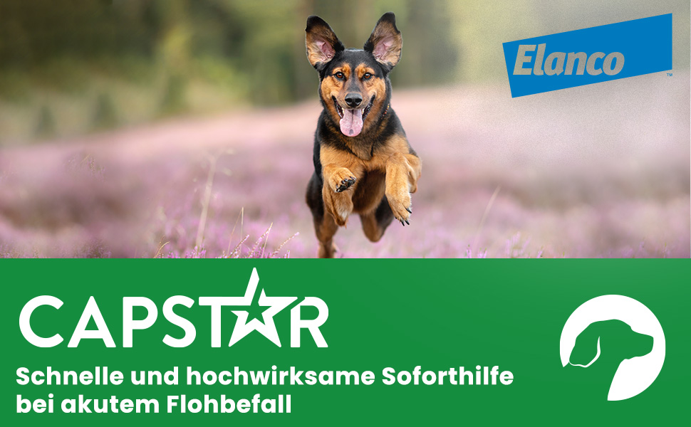 Capstar Logo und Hund. Schnelle und hochwirksame Soforthilfe bei akutem Flohbefall.