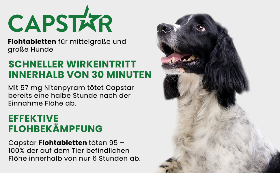 Capstar Flohtabletten für mittelgroße und große Hunde. Schneller Wirkungseintritt. Effektive Flohbekämpfung.