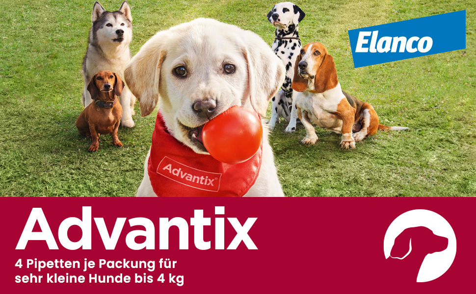 Advantix-Werbung: Hunde mit rotem Halstuch, hält Tomate. Text: 4 Pipetten für sehr kleine Hunde bis 4 kg. Elanco Logo.