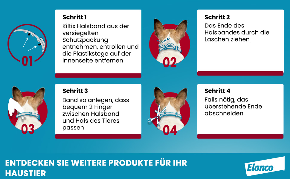Anleitung zum Anlegen des Halsbands. 4 Schritte mit Illustrationen und Text. Hund mit Halsband.