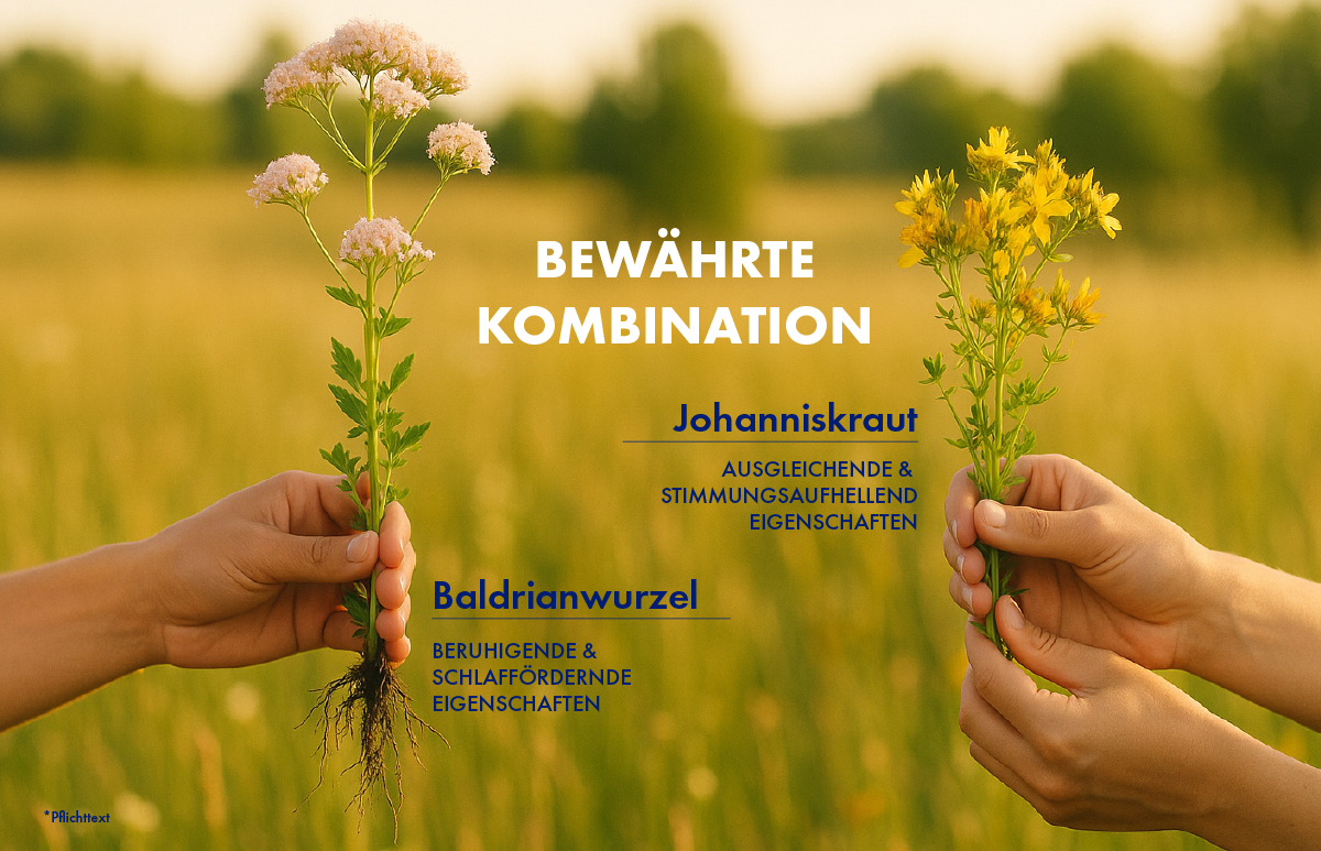 Hände halten Johanniskraut und Baldrianwurzel. Text: Bewährte Kombination.