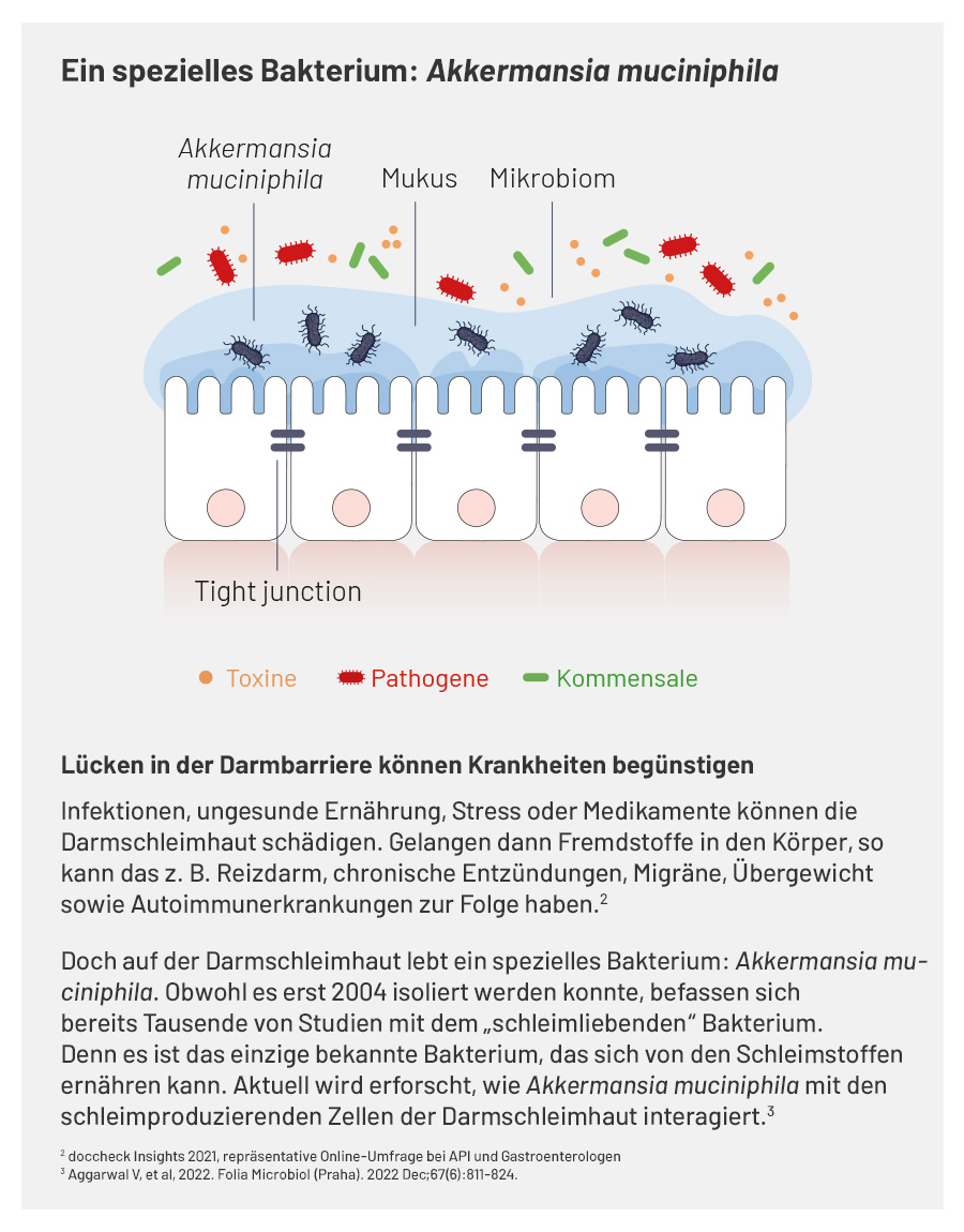 Grafik zeigt Darmzellen und Bakterien. Text über Akkermansia muciniphila.