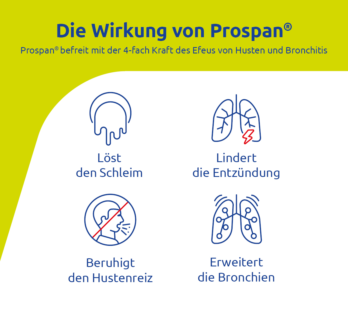 Die Wirkung von Prospan. 4-fach Kraft: Schleimlösend, Entzündungslindernd, Hustenreizlindernd, Bronchienerweiternd.