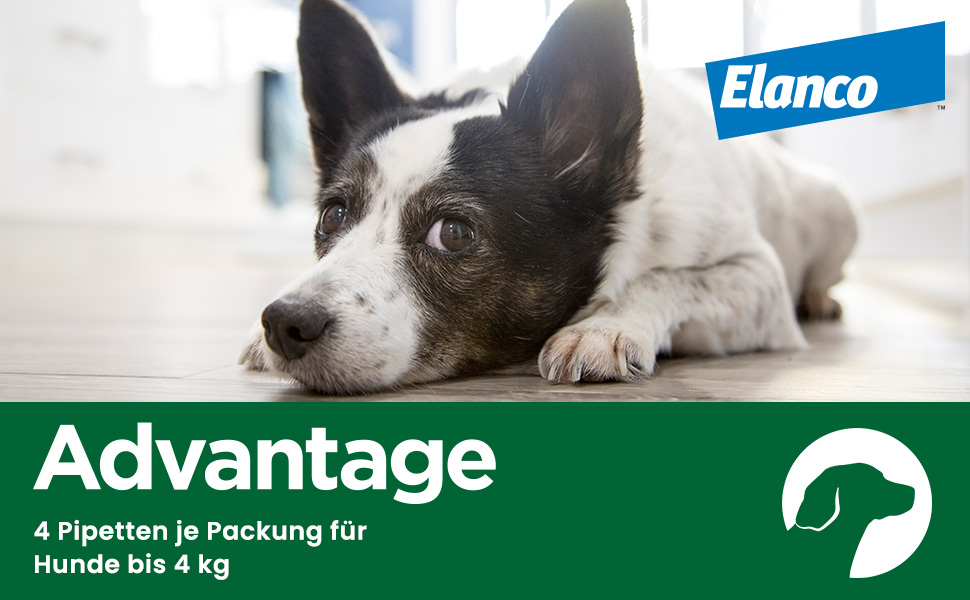 Advantage-Produkt. 4 Pipetten für Hunde bis 4 kg. Hund liegt auf dem Boden.