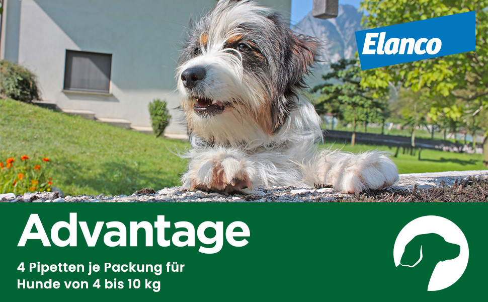 Advantage Spot-On. 4 Pipetten für Hunde von 4 bis 10 kg. Elanco-Logo. Hund im Hintergrund.