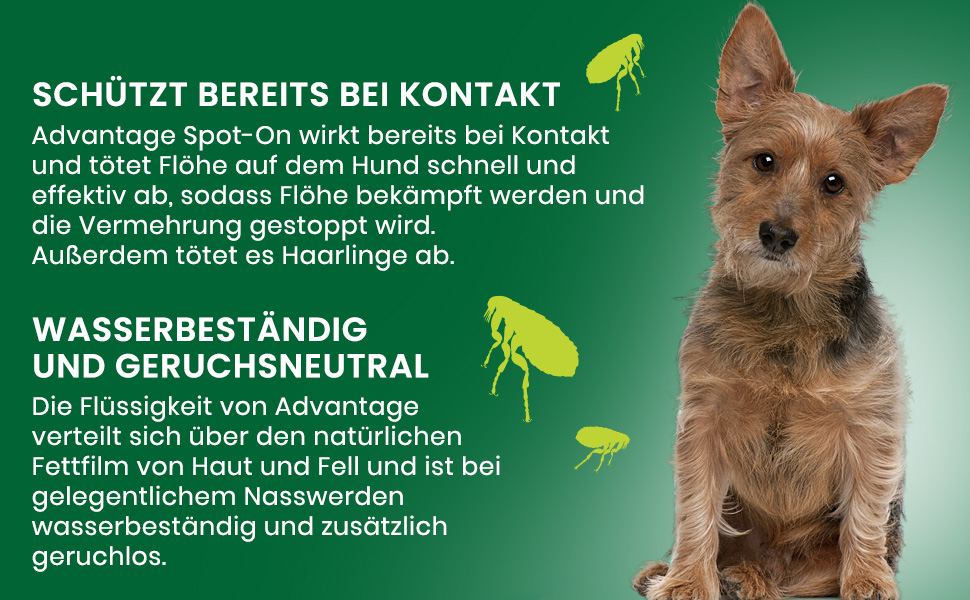 Advantage Spot-On wirkt bei Kontakt. Tötet Flöhe. Wasserbeständig und geruchsneutral. Hund.