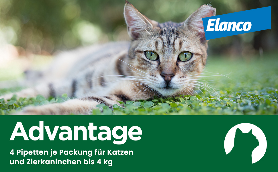 Katze im Gras. Advantage Logo. 4 Pipetten pro Packung für Katzen und Zierkaninchen bis 4 kg. Elanco Logo.