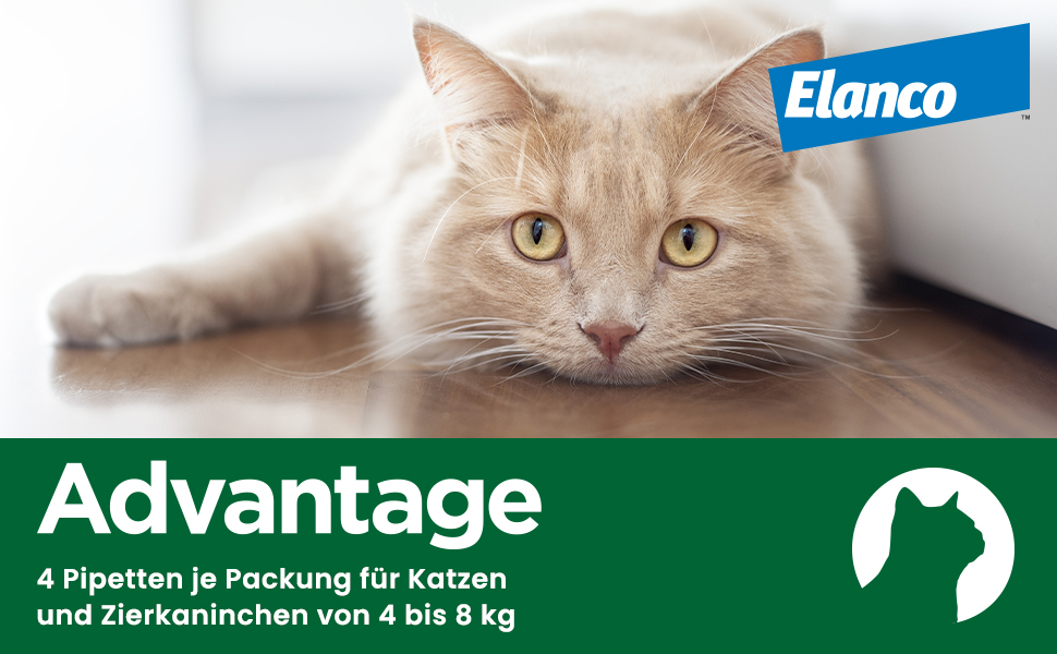 Katze liegt auf dem Boden. Advantage, 4 Pipetten für Katzen und Kaninchen von 4-8 kg.