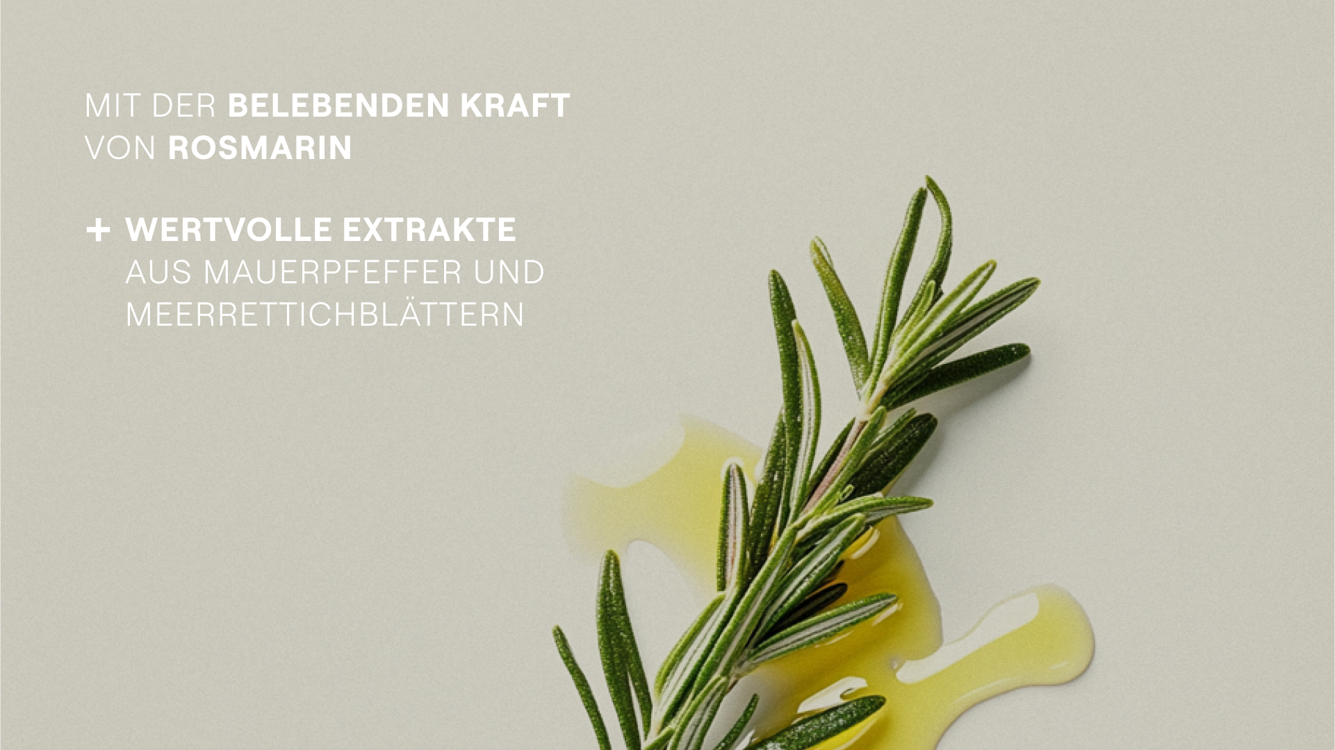 Rosmarinzweig und Flüssigkeitstropfen. Text: Mit der belebenden Kraft von Rosmarin + wertvolle Extrakte aus Mauerpfeffer und Meerrettichblättern.