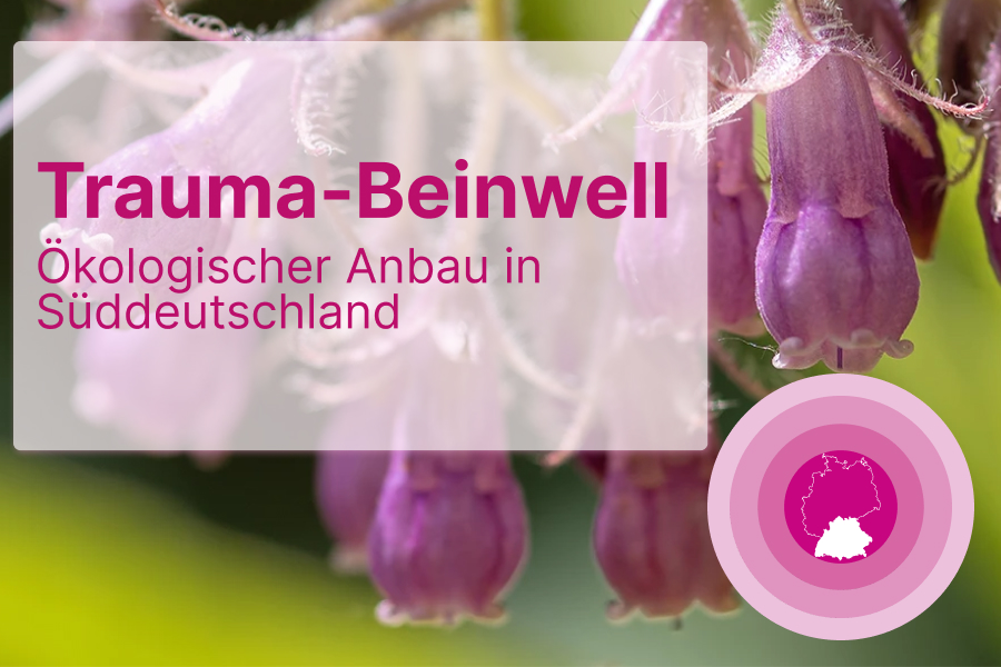 Traumaplant Schmerzcreme: Lindert Schmerzen, beschleunigt Geweberegeneration, pflanzlich.