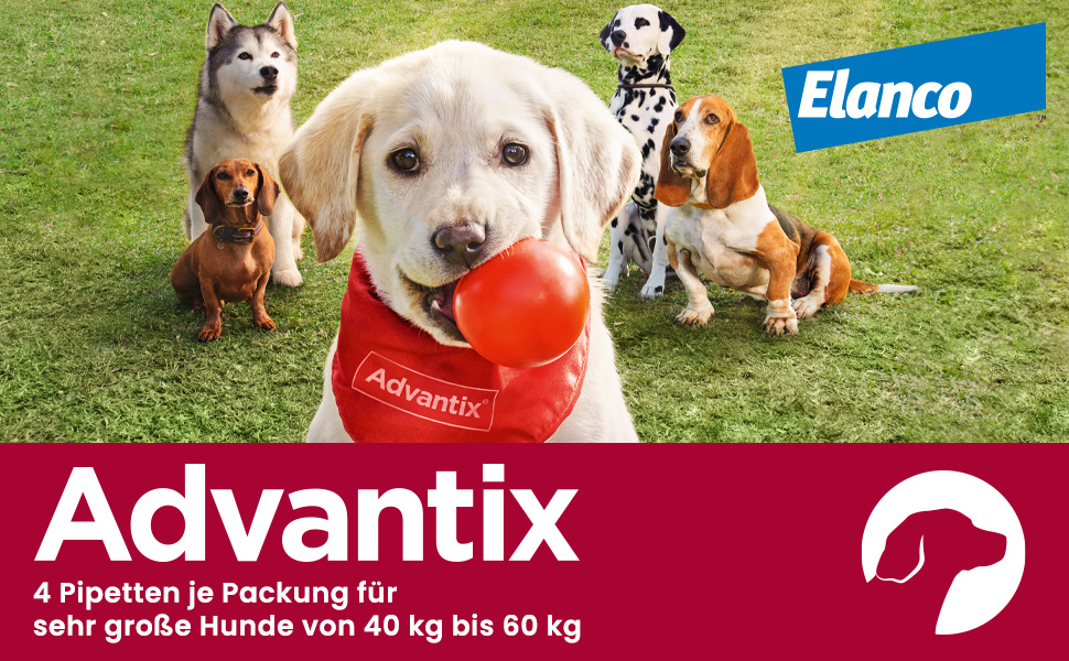 Mehrere Hunde auf einer Wiese. Ein Hund trägt ein rotes Halstuch mit Advantix-Logo. 4 Pipetten pro Packung.