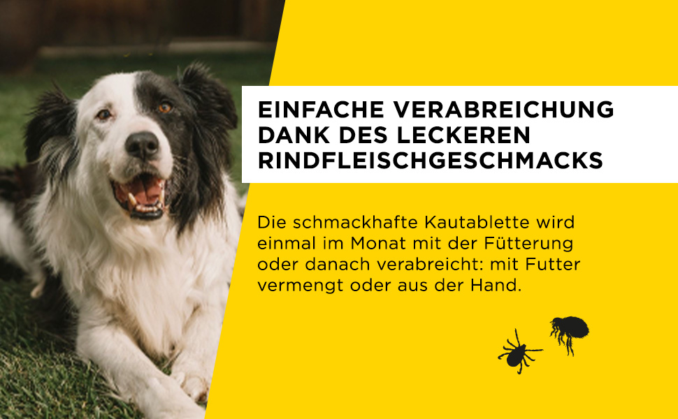 Gelber Hintergrund mit Text und Hund. Einfache Verabreichung dank des leckeren Rindfleischgeschmacks.