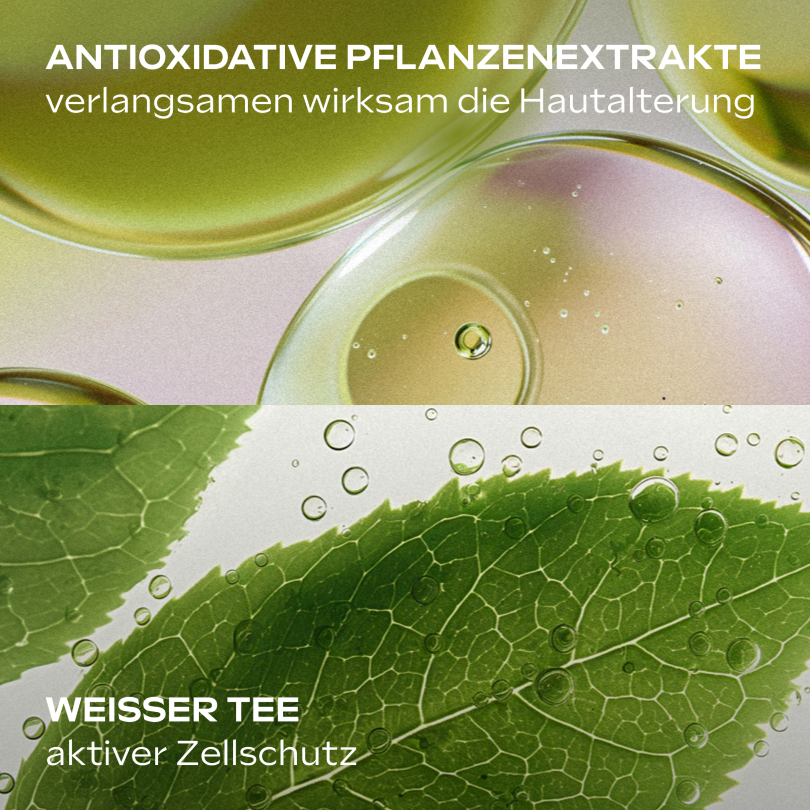 Nahaufnahme von Blättern und Flüssigkeit. Text: Antioxidative Pflanzenextrakte verlangsamen Hautalterung. Weißer Tee, aktiver Zellschutz.