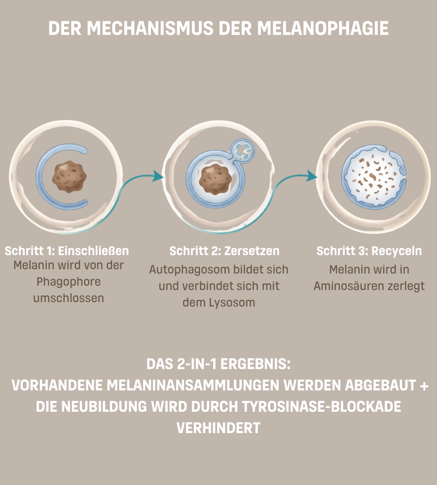 Serumflasche und Creme. Text: EUBOS, Pigment Control Serum, Cell Defence Cream LSF 50+. Power-Duo.