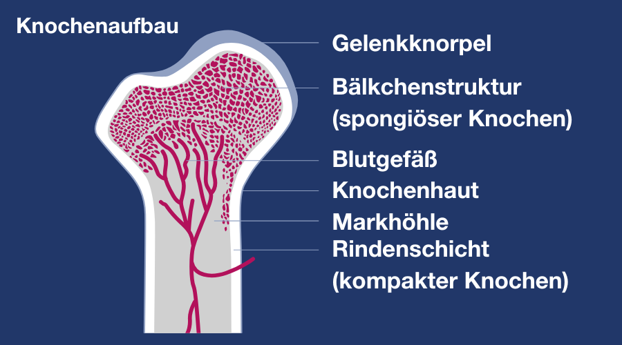 Diagramm: Knochenbildung im Laufe des Lebens. Knochenmineraldichte bei Ernährung und Bewegung.