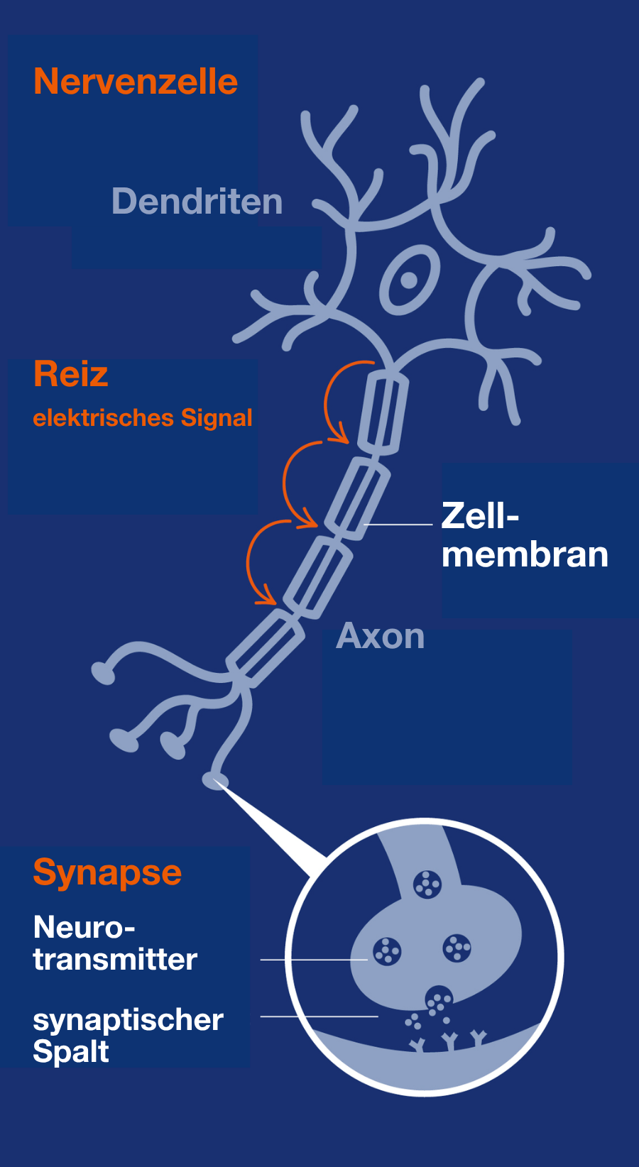 Nervenzelle mit Dendriten, Axon und Synapse.