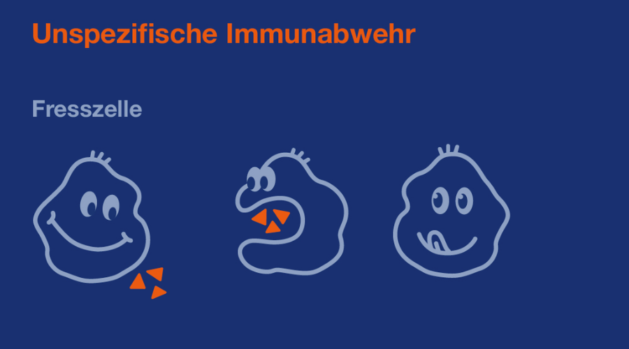 Illustration: Unspezifische Immunabwehr.