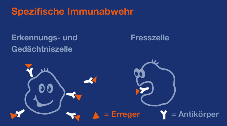 Illustration: Spezifische Immunabwehr.