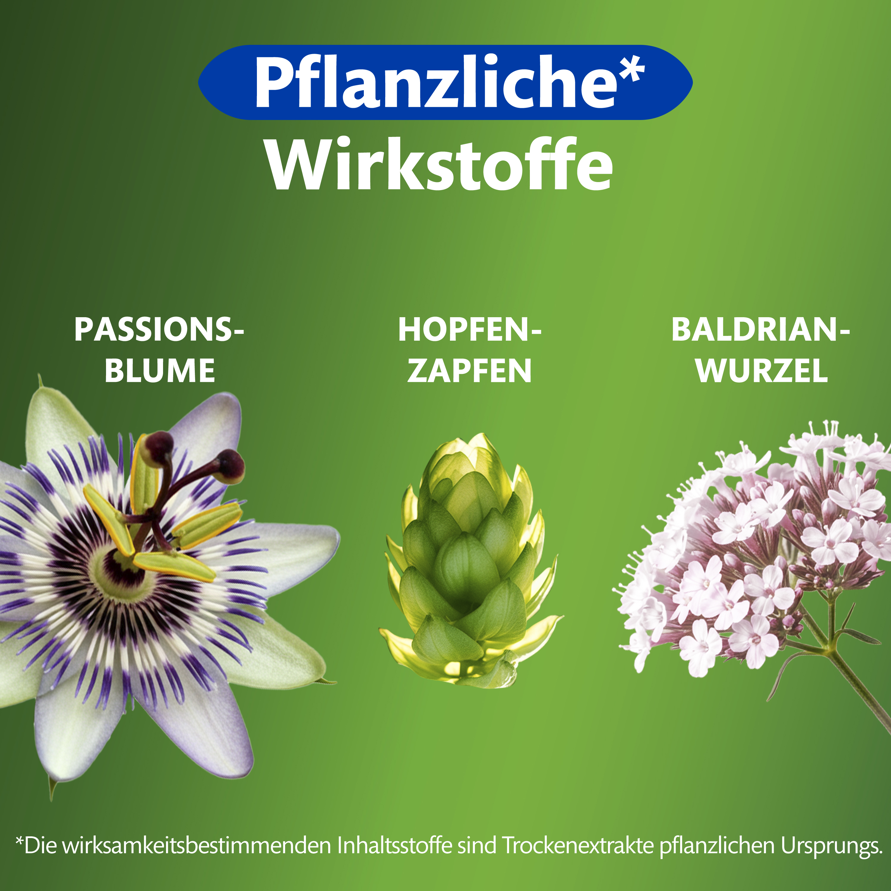 Pflanzliche Wirkstoffe: Passionsblume, Hopfenzapfen und Baldrianwurzel. Illustrationen der Pflanzen.