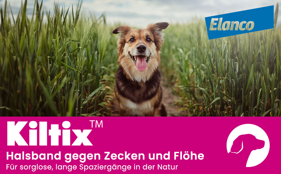 Hund im Feld. Kiltix Halsband gegen Zecken und Flöhe. Für lange Spaziergänge.