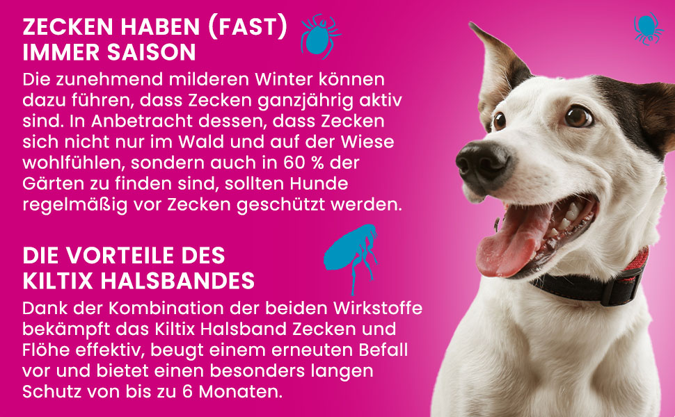 Infografik: Zecken ganzjährig aktiv. Vorteile des Kiltix Halsbands. Schutz bis zu 6 Monaten.
