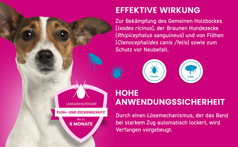 Infografik: Effektive Wirkung des Kiltix Halsbands. Schutz vor Zecken und Flöhen. Hohe Sicherheit.